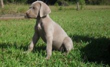 Friendly Weimaraner Puppies For Lovely Homes