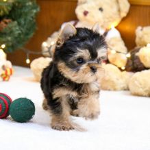 🐕💕 LOVELY YORKIE PUPPIES 🥰 READY FOR A NEW HOME 💕💕600$✅