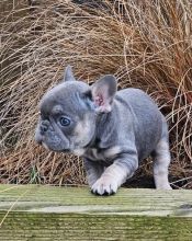 Cute French Bulldog puppies ready for adoption