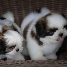 Excellent Shih Tzu Puppies ready to go 💕Delivery Available🌎
