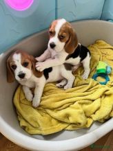 Healthy Beagle puppies for free adoption