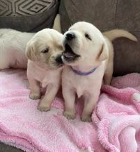Healthy Labrador Retriever puppies