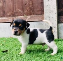 Jack russell puppies for adoption