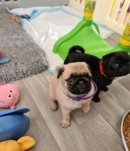 Playful pug puppies for adoption