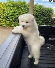 Samoyed puppies looking for a loving home