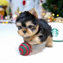 Teacup Yorkie Puppy available email... brookthomas490@gmail.com