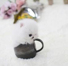 🐕💕 LOVELY POMERANIAN PUPPIES 🥰 READY FOR A NEW HOME 💕💕650$✅ Image eClassifieds4u 2