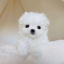 1🐕💕 LOVELY MALTESE PUPPIES 🥰 READY FOR A NEW HOME 💕💕600$✅ Image eClassifieds4u 3