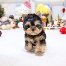 12 weeks old teacup Yorkie Pups *Trained*￼￼Email at ⇛⇛[brookthomas490@gmail.com] Image eClassifieds4u 2