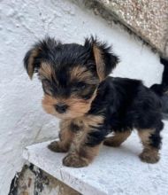 Charming Yorkie puppies available Image eClassifieds4U