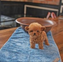 Toy Poodle Puppies✿✿ Email at ⇛⇛ [brookthomas490@gmail.com] Image eClassifieds4u 3