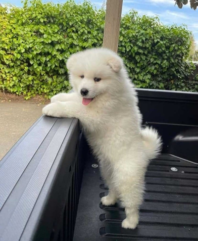 Samoyed puppies looking for a loving home Image eClassifieds4u