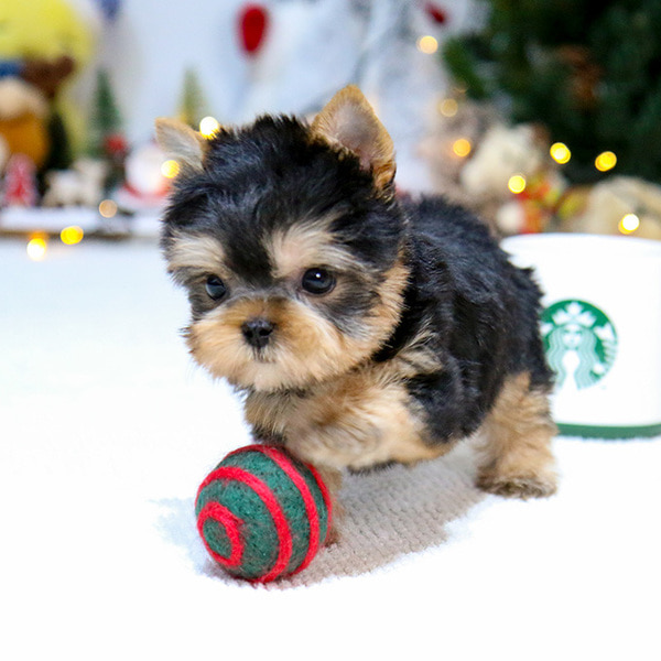 Teacup Yorkie Puppy available email... brookthomas490@gmail.com Image eClassifieds4u
