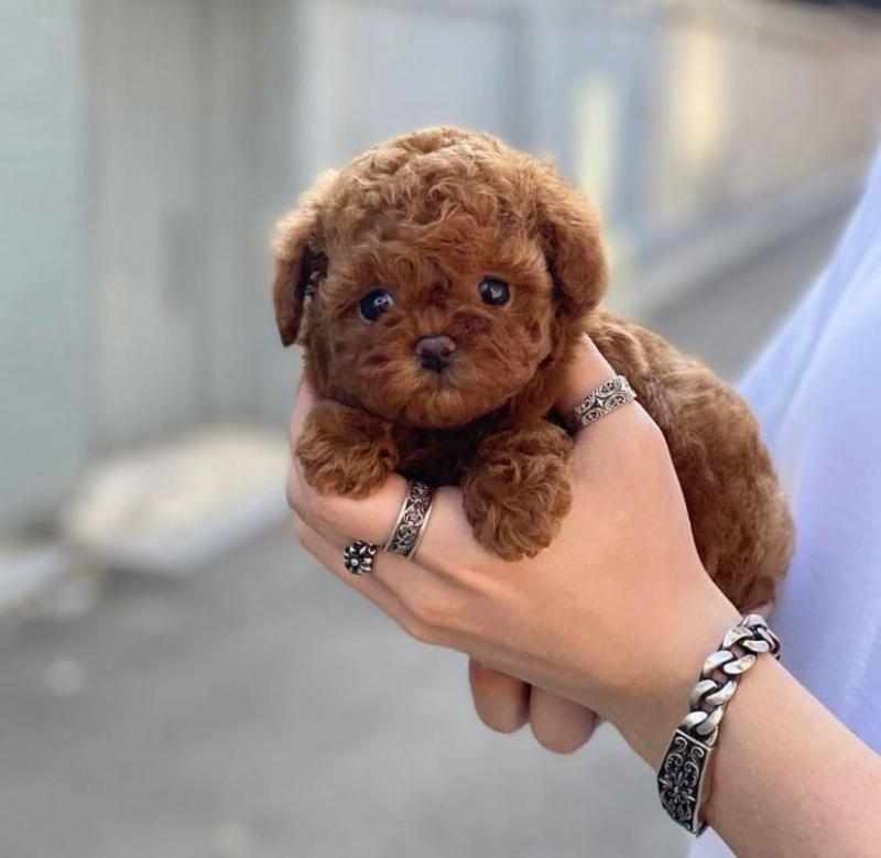 Toy Poodle Puppies✿✿ Email at ⇛⇛ [brookthomas490@gmail.com] Image eClassifieds4u