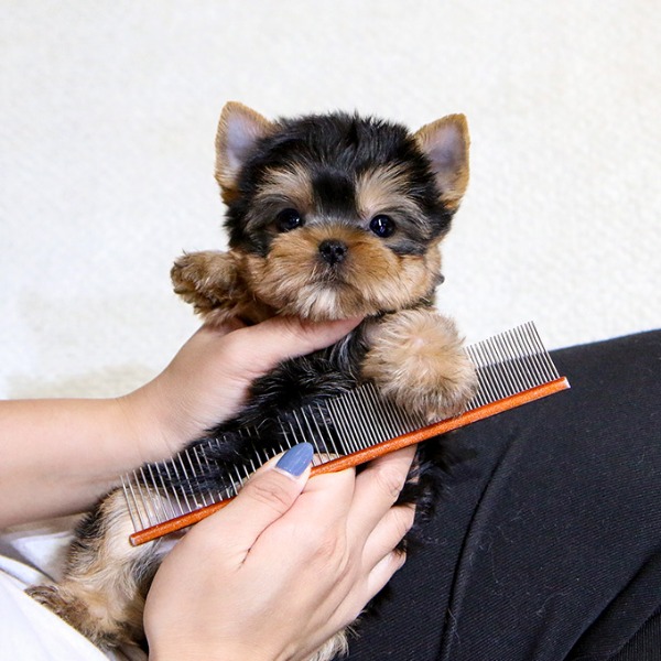 Yorkie puppies ready for their new homes 💕Delivery possible🌎 brookthomas490@gmail.com Image eClassifieds4u