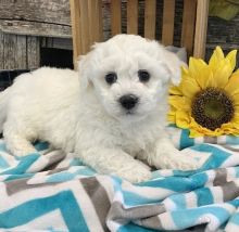 Bichon Frise Puppies for new homes 💕Delivery Available🌎 Image eClassifieds4U