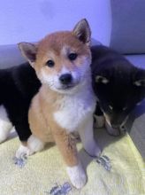 Charming Shiba Inu puppies available