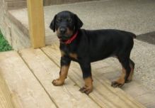 Doberman Puppies Available For Good Homes