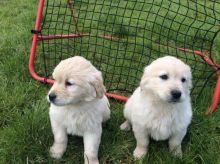 Nice Golden Retriever puppies Now available