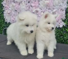 Nice White Samoyed puppies