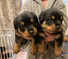 Rottweiler puppies male and female for adoption