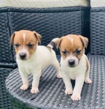 Jack Russell puppies available in good health condition Image eClassifieds4U