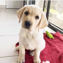 Labrador Retriever puppies for adoption 💕Delivery Available🌎 Image eClassifieds4U
