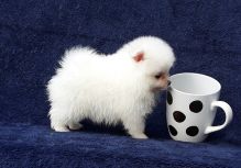 Pomeranian puppies available in good health condition for new homes Image eClassifieds4U