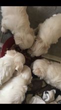 Adorable Maltese puppies for sale!!Email petsfarm21@gmail.com