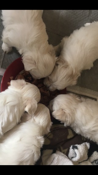Adorable Maltese puppies for sale!!Email petsfarm21@gmail.com Image eClassifieds4u