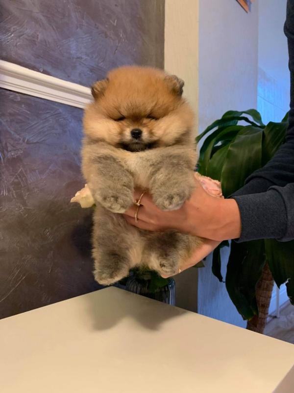 Adorable Pomeranian puppies for sale!!Email petsfarm21@gmail.com or text (510)-344-7310. Image eClassifieds4u