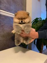 Adorable Pomeranian puppies for sale!!Email petsfarm21@gmail.com or text (831)-512-9409 Image eClassifieds4u 1