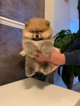 Adorable Pomeranian puppies for sale!!Email petsfarm21@gmail.com Image eClassifieds4u 1