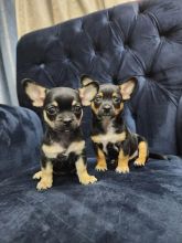 Awesome 12 weeks old Chihuahua puppies
