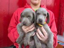 Cute and lovely male and female Weimaraner Puppies