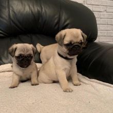 Adorable Pug puppies available Image eClassifieds4u 1