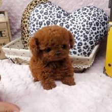 Beautiful CKC Toy Poodle puppies available