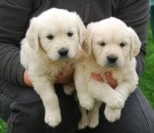 Cute and adorable Golden Retriever puppies