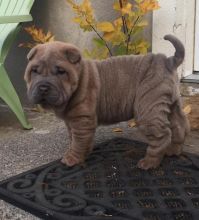 Cute Shar Pei puppies