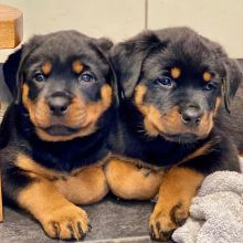 Healthy Male and Female Rottweiler puppies