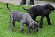 Home raised Male and Female Great Dane puppies