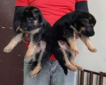 Home trained German shepherd puppies available