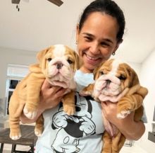 Male and female English Bulldog puppies available