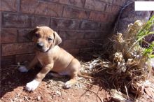Cute male and female Rhodesian Ridgeback Puppies available Image eClassifieds4u