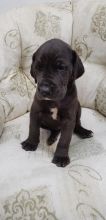 Home raised Male and Female Great Dane puppies. Image eClassifieds4u