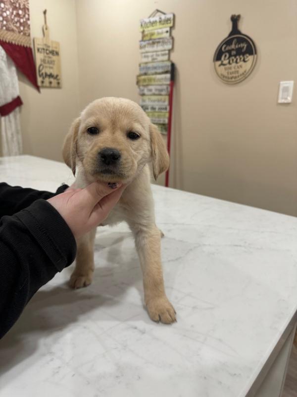 Lovely 12 weeks old Labrador Retriever Puppies Image eClassifieds4u