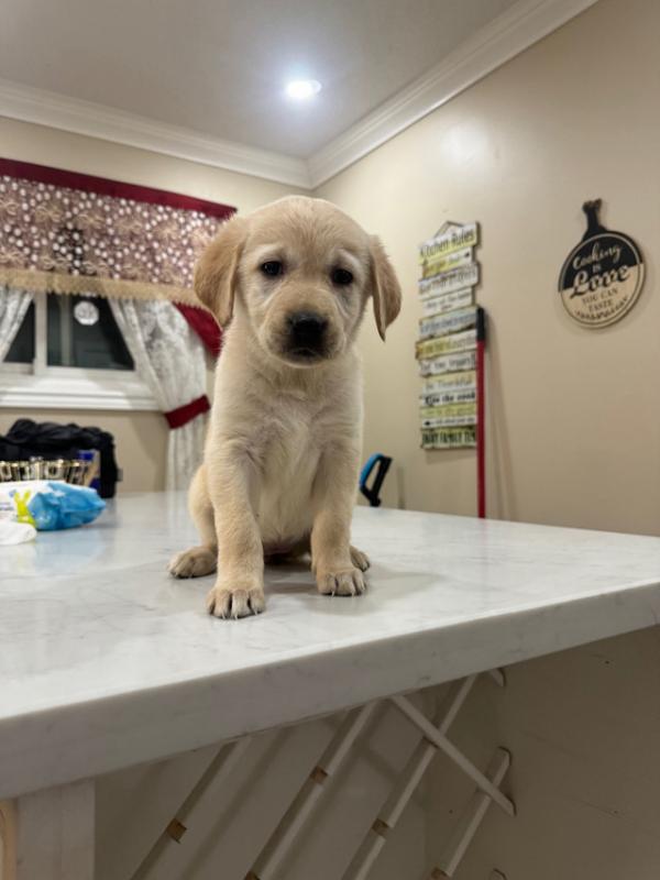 Lovely 12 weeks old Labrador Retriever Puppies. Image eClassifieds4u