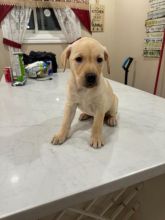 Cute Labrador retriever puppies Image eClassifieds4u 1