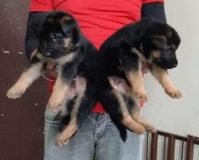 Home trained German shepherd puppies available Image eClassifieds4u 1