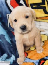 Adorable male and female Golden Retriever puppies Image eClassifieds4U